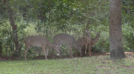 Some Of The Many Deer that Frequent My Yard