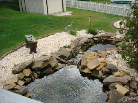 Our back yard pond!!!