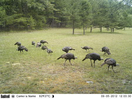 Ronald Bowen's album, Virginia Critters