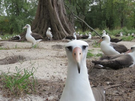 Laysan albatross, Midway Atoll