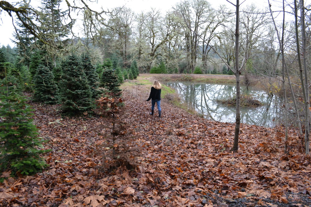 Christmas Tree Farm - December, 2012