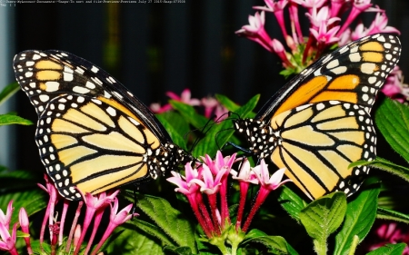 Monarch Butterflies