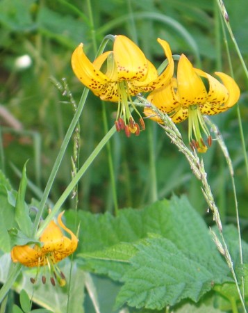 Tiger Lily