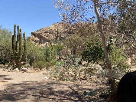Saguaro cactus, rock outcrops, and succulents