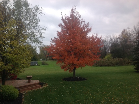 Tree we picked out due to its color