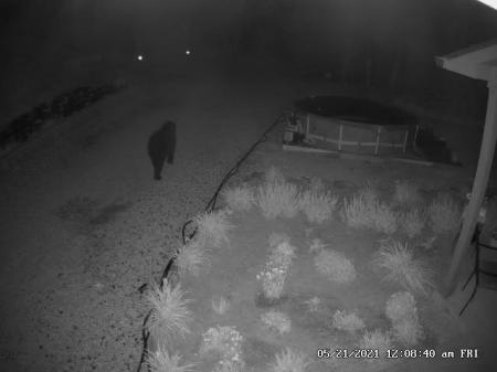 Black Bear caught on security cam