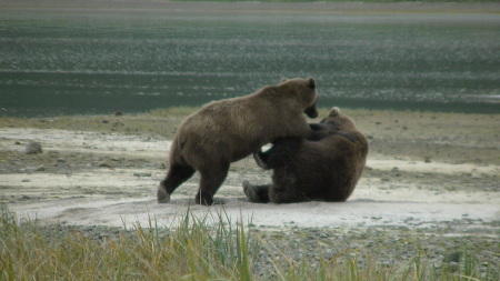 Evonne Trachsel's album, KODIAK  BEARS