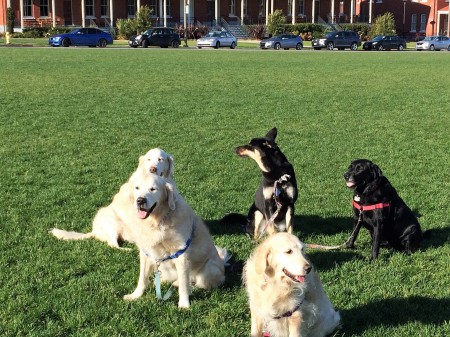 Dogs - San Francisco, Disney Museum