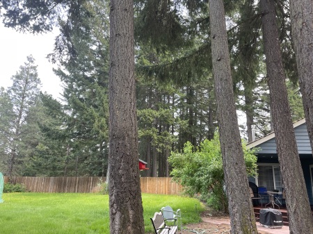 My Backyard in Washington state