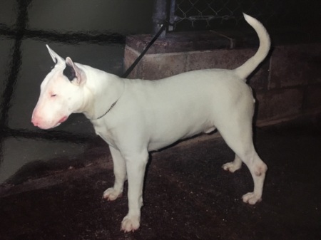  White Bull Terrier