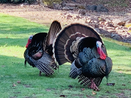 Turkeys outside my kitchen window.  