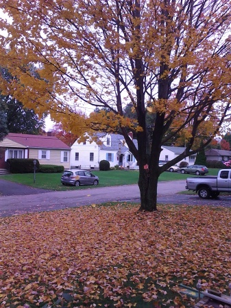 tree in my front yard, believe it or not my husband raked ever leaf up yesterday.