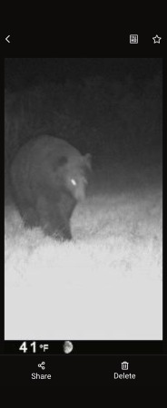 Trailcam backyard .