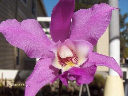 another orchid