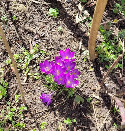 Crocus are blooming 