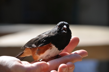 A bird in hand.....