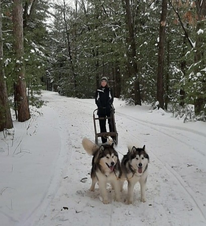 Sledding With Malamutes