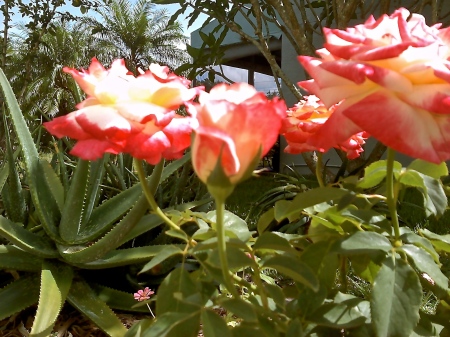 Aloes & Roses<3