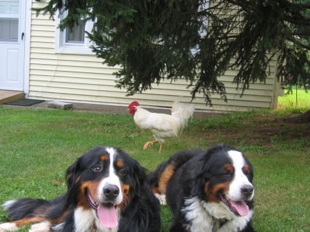 Mister rooster,Jessie,Cody