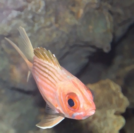 goldfish in aquarium 2010