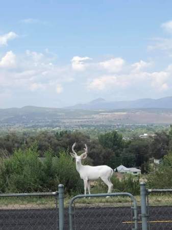 Albino Deer that resides in Town 