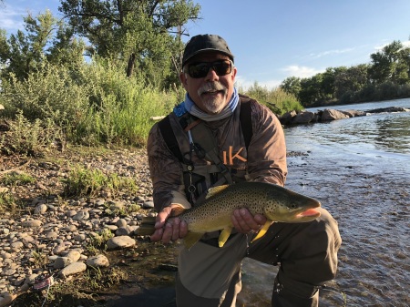 Colorado brown trout