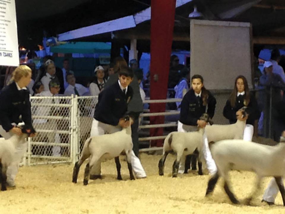 FFA Sheep show