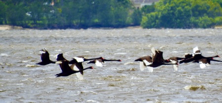 BLACK SWANS 