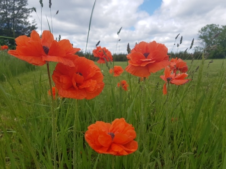 wild poppies - Picton, ON area