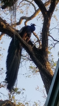 Rainbow, the peacock, in Fort Pierce