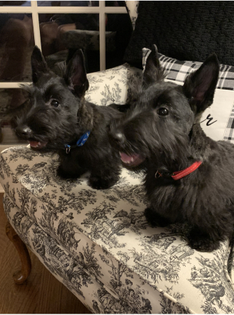 Meet Betty and Brodie