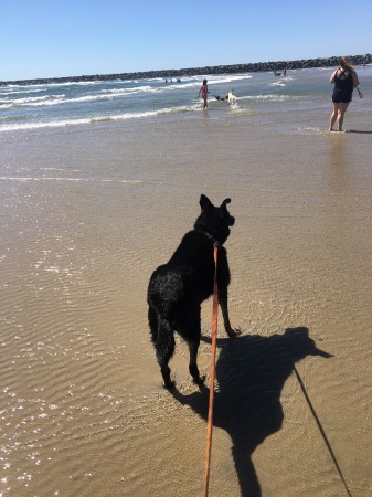 Beloved Luna at Dog Beach, San Diego