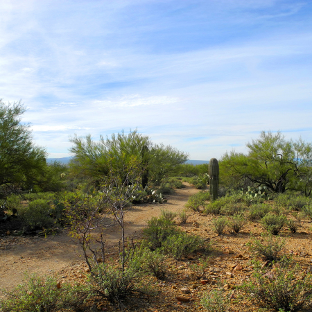 Tucson Mountain Park