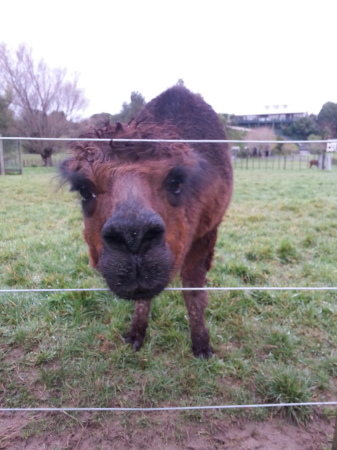 Pepe the alpaca - New Zealand 2020