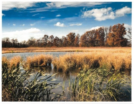 A Wetland Restoration