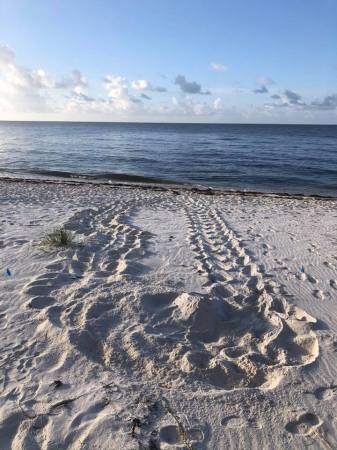 William Wargo's album, Alligator Point Sea Turtle Patrol 