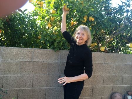 picking grapefruit in Phoenix, AZ