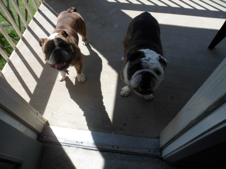 My English Bulldogs