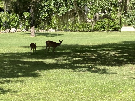 Deer in the yard