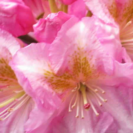 Rhododendron######