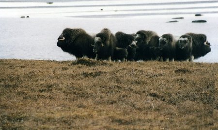 Muskoxen defensive circle, Alaska