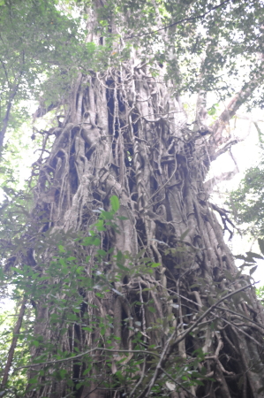 2019 Avatar "Strangler FIg" Tree Cairns AU