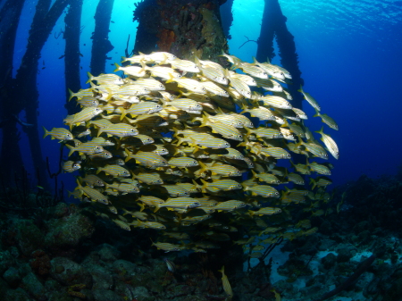 School of Yellow snappers