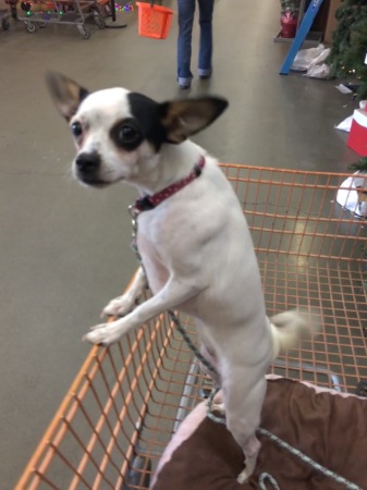 Izzy at Home Depot