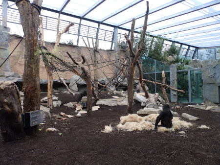 Spacious indoor exhibit for gorillas