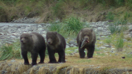 Evonne Trachsel's album, KODIAK  BEARS