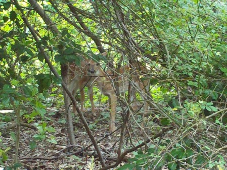 Fawns - 6/12/21