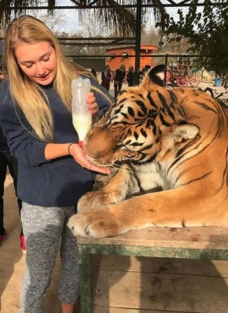 Kate and the Tiger