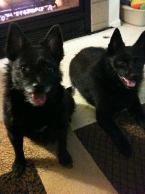 My two favorite schipperkes (Kiki & PChan)