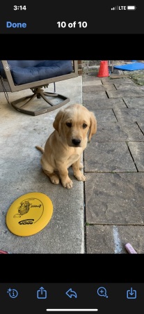 My sons new puppy, Jack.